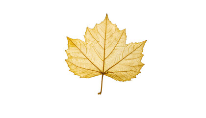 Fototapeta premium Dried golden leaf isolated on transparent background