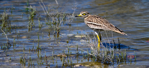 Triel // Eurasian stone-curlew (Burhinus oedicnemus)