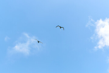 White-tailed tropicbirds close-up in La Vallée de Ferney, Mauritius. Elegant seabirds with long tail feathers in tropical forest 