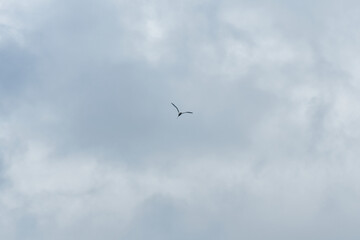 White-tailed tropicbirds close-up in La Vallée de Ferney, Mauritius. Elegant seabirds with long tail feathers in tropical forest 