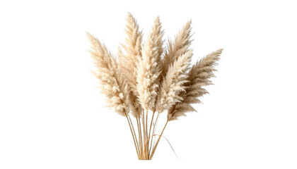 Fototapeta premium Dried pampas grass bunch on transparent background