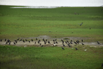 A large flock of crows is eating and fighting by the riverside in a green field.