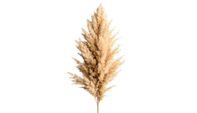 Dried pampas grass stem on transparent background