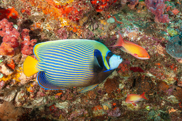 Mozambique, Maputo, Ponta do Ouro, Emperor Angelfish (Pomacanthus imperator)