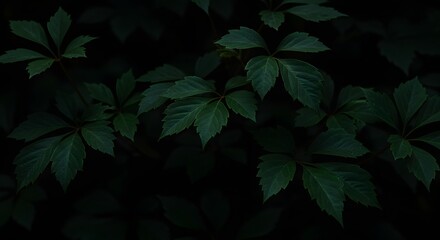 Fototapeta premium Virginia Creeper Leaves on Dark Background Photograph