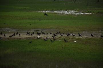 A large flock of crows is eating and fighting by the riverside in a green field.