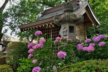 あじさい寺