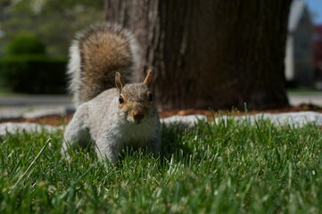 Obraz premium Squirrel face in front of a tree in the grass with her bushy tail