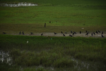 A large flock of crows is eating and fighting by the riverside in a green field.