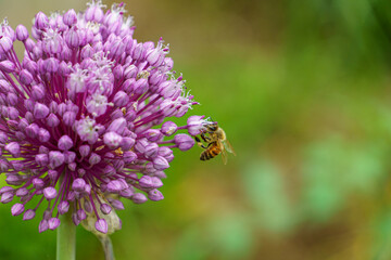 花の蜜と花粉を集めるバチ