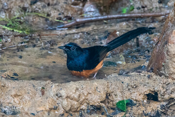 white-rumped shama or Copsychus malabaricus seen in Karimganj, Assam, India