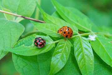 葉にとまるジュウサンボシテントウムシ