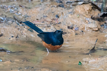 white-rumped shama or Copsychus malabaricus seen in Karimganj, Assam, India