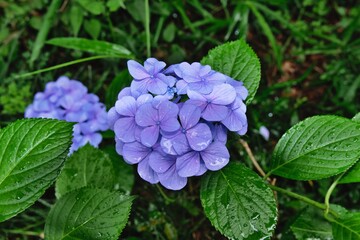 雨上がりのアジサイ