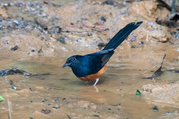 white-rumped shama or Copsychus malabaricus seen in Karimganj, Assam, India