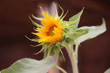 A close-up shot of a sunflower