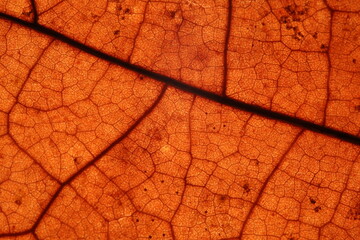 Orange leaf texture, extreme close up, flat material, dried leaf
