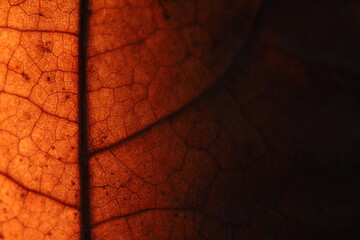 Red leaf texture, extreme close up, flat material, dried leaf, vertical texture, dark copy space