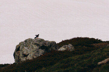 A small bird takes off from a rock in the mountains