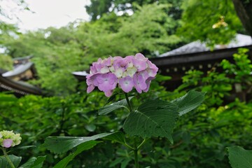 ピンクのアジサイ