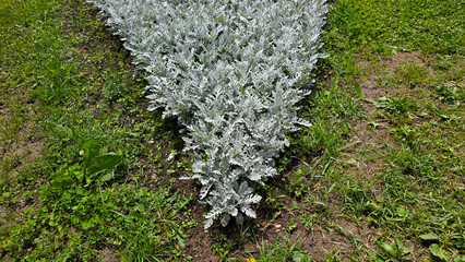 Dusty miller Jacobaea maritima displays a dense mound of silvery, finely lobed leaves, forming a...