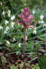 Ornamental kale Brassica oleracea, also called flowering kale, shows a tall purple rosette with frilled leaves and a sturdy stem, growing among snowdrops and moss in an early spring garden