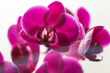 Obraz premium Bright magenta orchid flowers on white background. Ideal for spa, cosmetics, posters, or floral decor themes. Isolated bloom close-up with soft light.