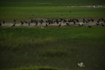 A large flock of crows is eating and fighting by the riverside in a green field.
