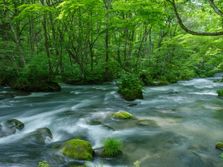 日本の森と清流