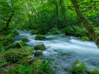 日本の森と清流