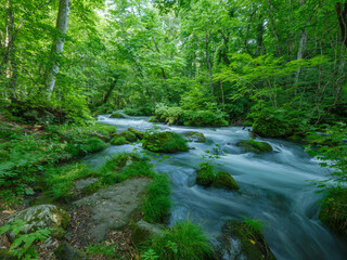 日本の森と清流