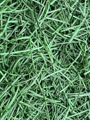 Close-up of Artificial Grass Texture
