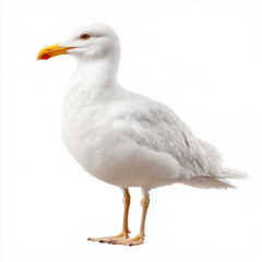 Elegant White Seagull in Studio Shot , white background cut out PNG