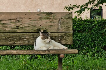 保護猫