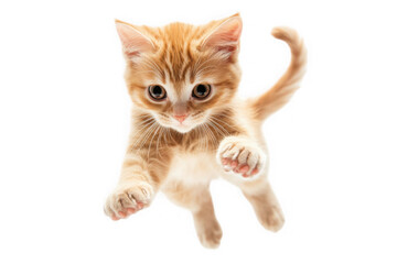 Adorable ginger kitten floating in air paws out