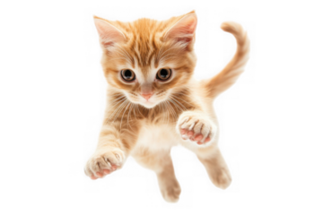 Adorable ginger kitten floating in air paws out