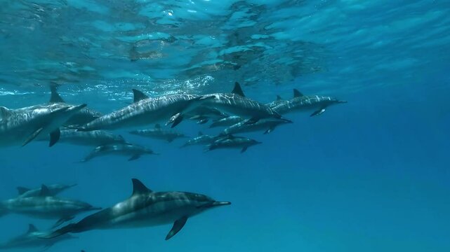 Spinner dolphins (Stenella longirostris) cruise near the water&rsquo;s surface in Sataya, Egypt. Wide-angle view of coordinated movement in natural blue light. Check my portfolio for more dolphin footage.