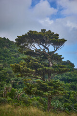 La Vallée de Ferney – Scenic nature reserve in Mauritius with lush forests, endemic wildlife, and panoramic mountain views. A peaceful eco-tourism destination rich in biodiversity and natural beauty.
