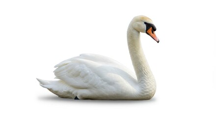 A serene portrait of a white swan gracefully resting against a stark white background in a studio shot