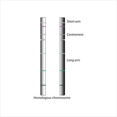 Diagram of Homologous Chromosomes
