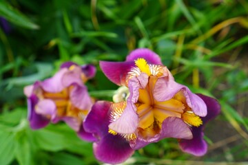 Top view of Beige iris flowers with maroon petals in close-up among green grass by a chain-link...