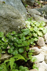 북한산 칼바위능선 식물