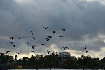 flock of crows flying over urban trees under cloudy skies