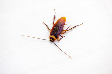Single dead cockroach against a white backdrop. Insect, pest control, health hazard.