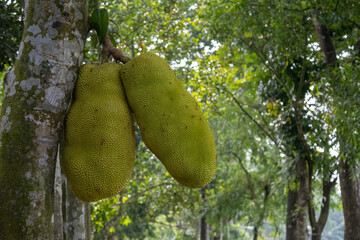 Two fresh jackfruits hanging on a tree. Healthy Artocarpus heterophyllus fruit on natural branch.