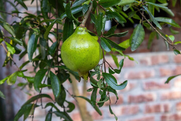 Close-up unripe green pomegranate (Punica granatum) fruit on tree twig with lush green foliage.