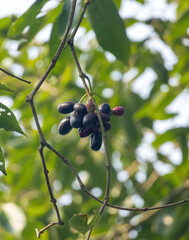 Fresh ripe Java plum (Syzygium cumini) fruits, also known as Jamun or Black plum, hanging on a tree...