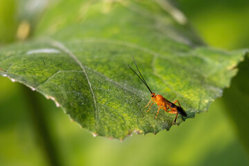 Smooth-headed Mummy Wasp insect close-up on green leaf. This parasitic wasp preys on Lepidopteran caterpillars, a key part of insect ecology.