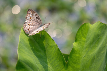 Gray pansy butterfly (Junonia atlites) perched on taro plant leaf. Vibrant sunny natural environment with bokeh.