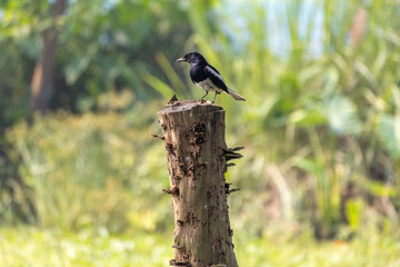 Beautiful Doyel bird, Oriental Magpie-Robin (Copsychus saularis), perched on log with natural bokeh in sunlight. National bird of Bangladesh.